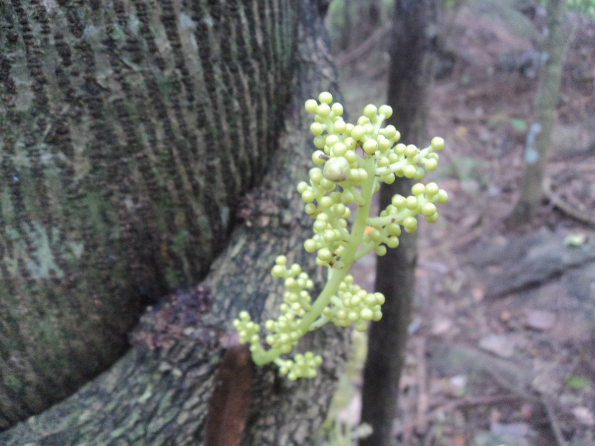 Anamirta cocculus (L.) Wight & Arn.